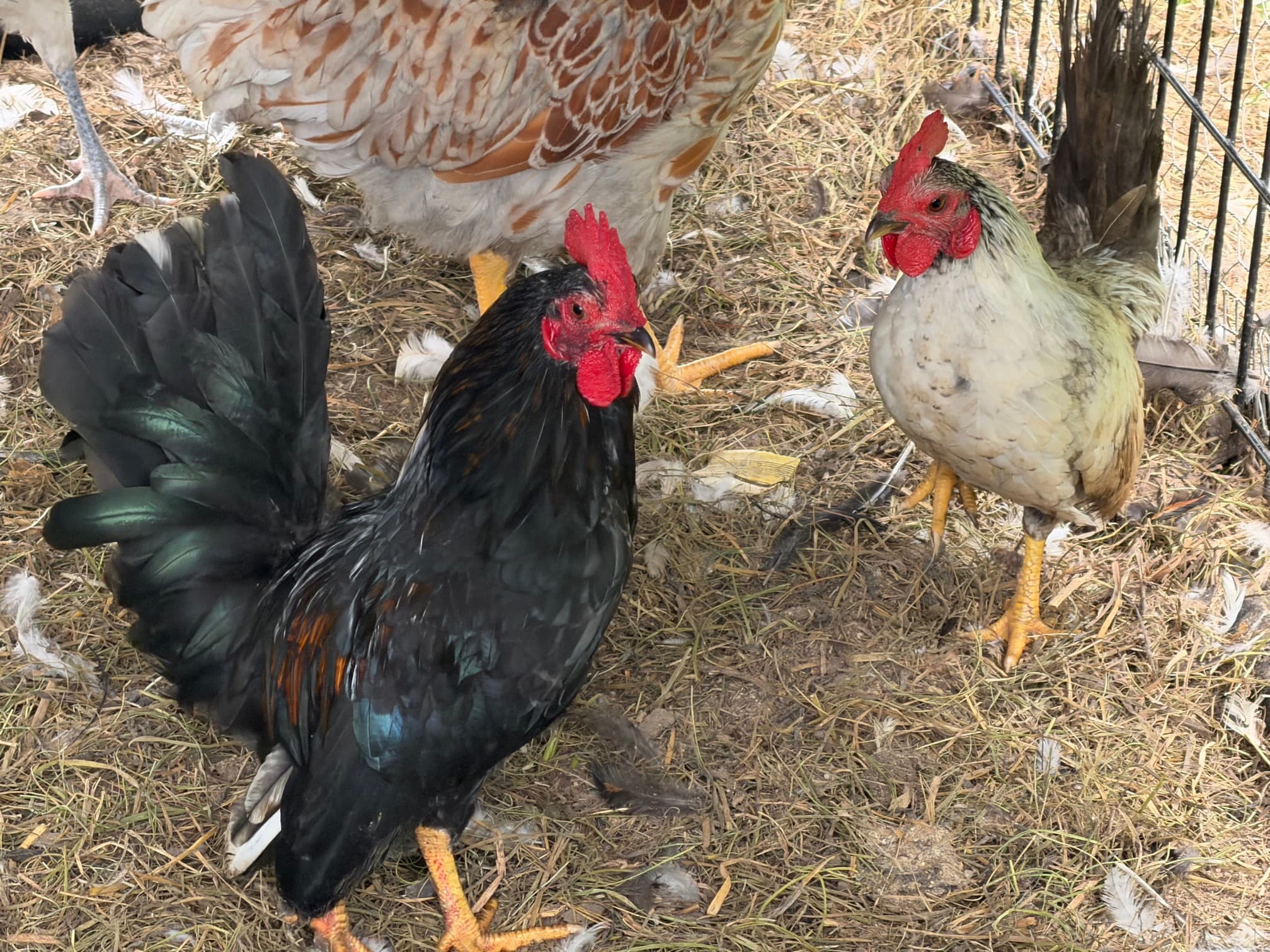 Free-range mixed chicken flock foraging on grass in Newport, Tennessee