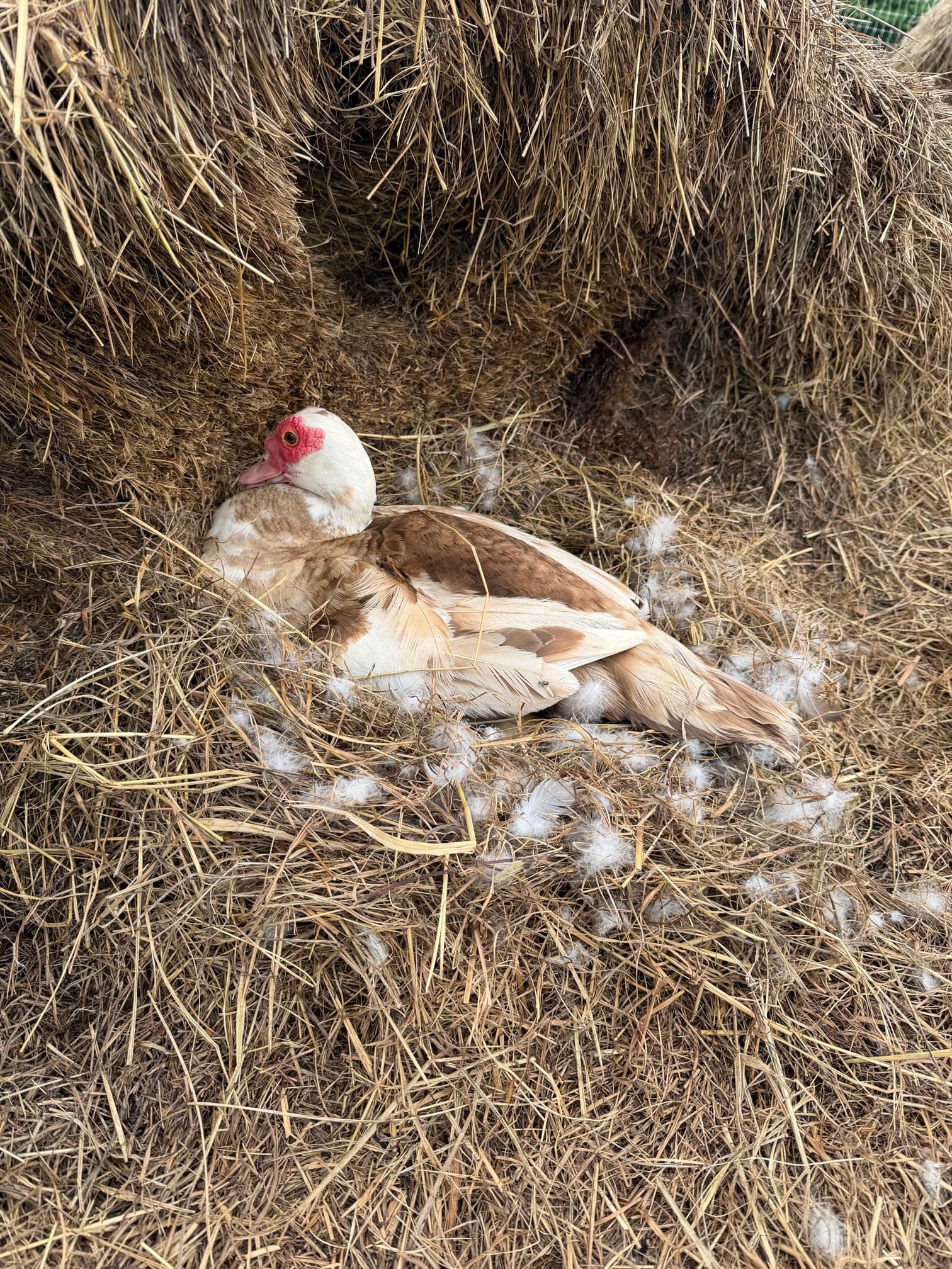 Broody Muscovy duck sitting on a clutch of hatching eggs in a straw nest