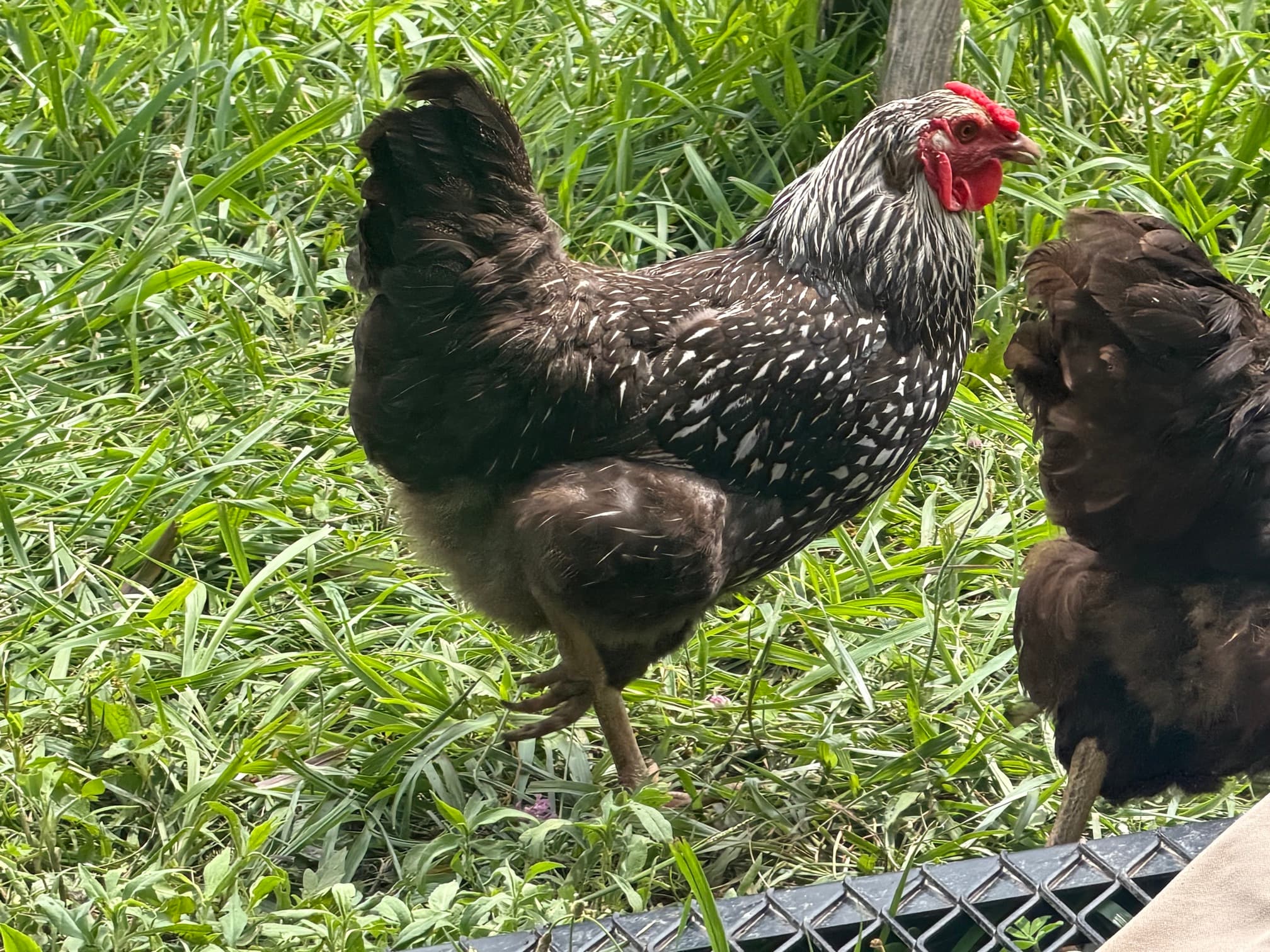 Silver Laced Wyandotte hen with black-and-white laced feathers