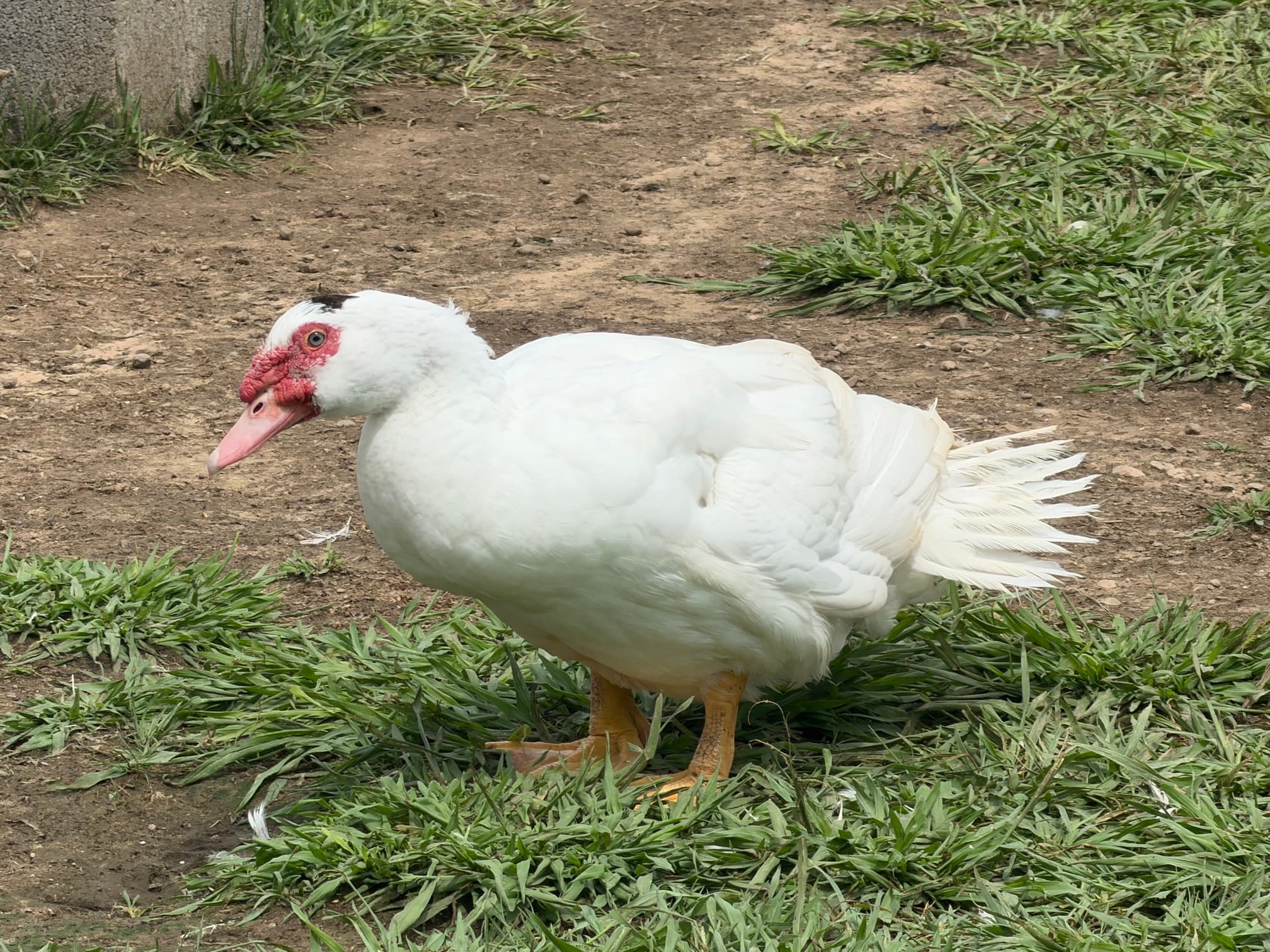 White Muscovy duck standing in the homestead yard